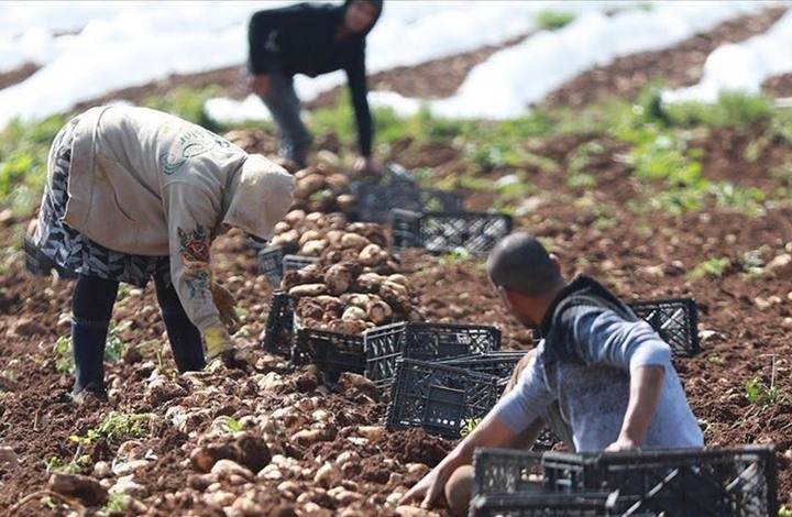 انتشار "كورونا" يجبر فلسطينيين على الزراعة بمنازلهم