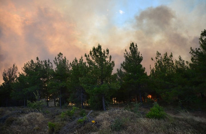 اندلاع حرائق ضخمة بغابات "غاليبولي" التاريخية بتركيا