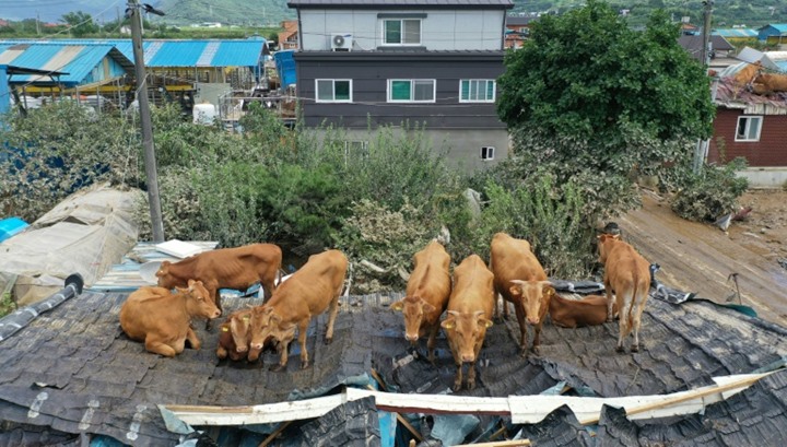 أبقار في كوريا الجنوبية حبيسة الأسطح بسبب الفيضانات