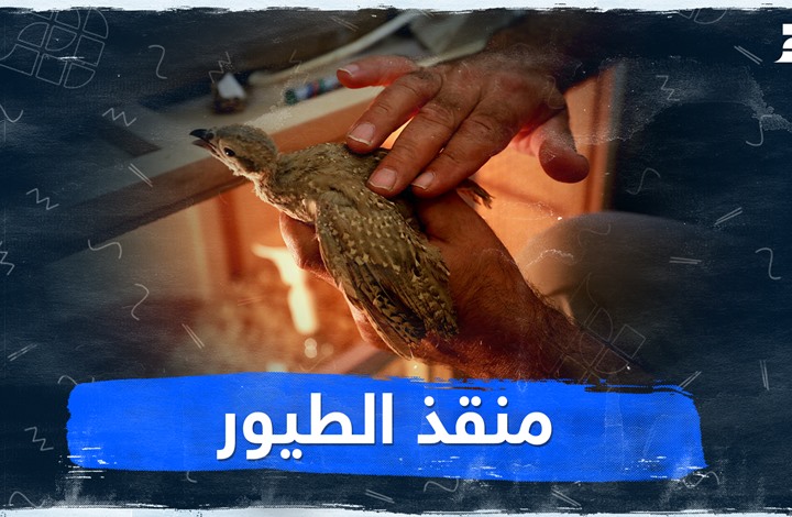 منقذ الطيور